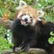 redpandaking