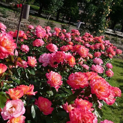 aiケロ, teruリン