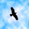 a bird