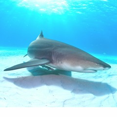 Lemon Shark Productions