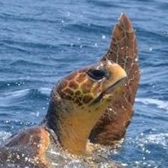shellback82