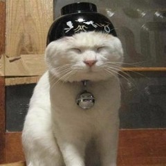CatBowl