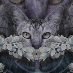 Roy Mota (Magnolia Grove)