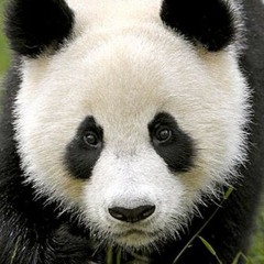 Panda Swagg