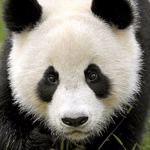 Panda Swagg’s avatar