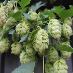 ‡ <∆†HØUZ ‡