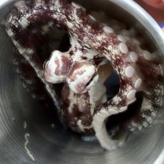 soundbearings