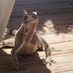 RiddimLizardPromotions