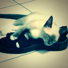 Flor Pantog