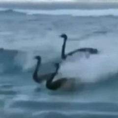Surfer Swans