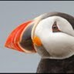 Martin Micek (Lardhat)