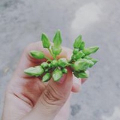 Lê Ánh Nguyệt