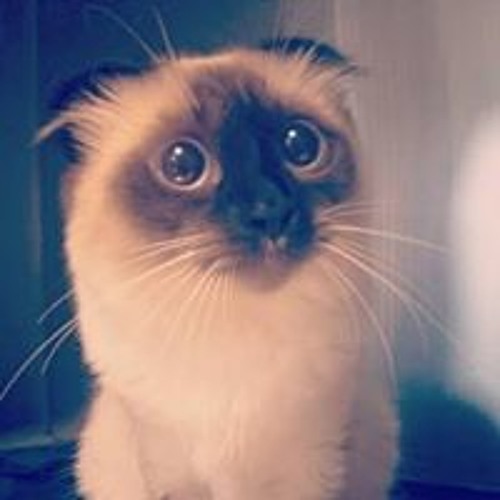 The script - no words (slowed reverb)