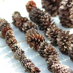 ‫נטע גטה‬‎