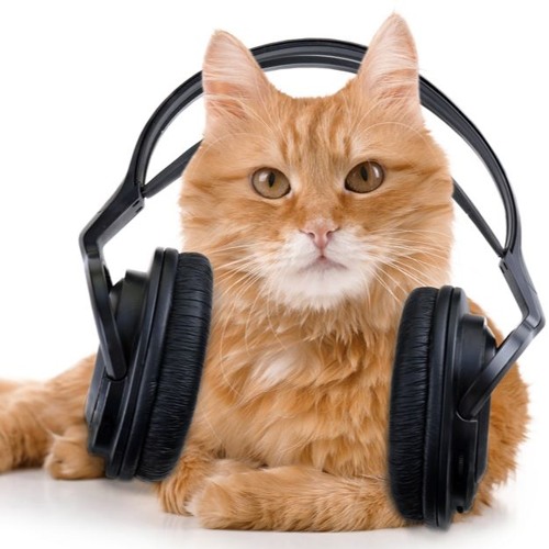Кот в наушниках