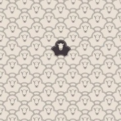 BlackSheep24