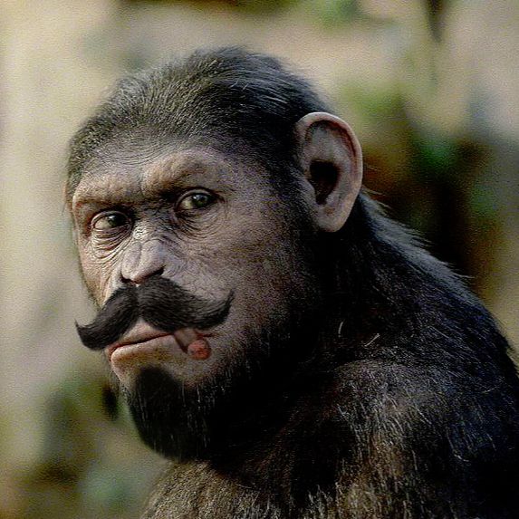 Monkey in Disguise
