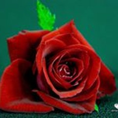 Shrooq Abu Arqoub