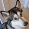 Malamute456