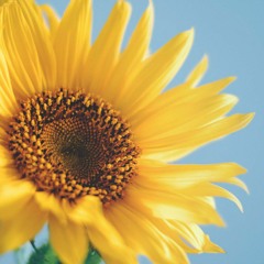 Hillside Hospice Orchestra