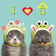🐈 QT Cat 🐈