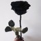 BlackRose