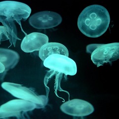 OpticJellyfish