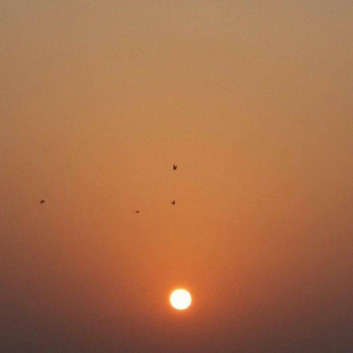 قديم طيور الجنة