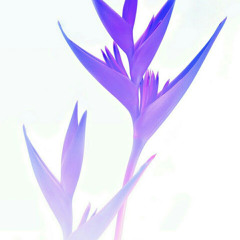 Alexander Rostovtsev