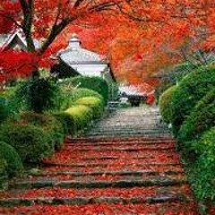 Mohamed Zaki El Hawary