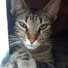 Juan Manuel da Costa