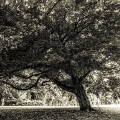 Root & Branch Recordings