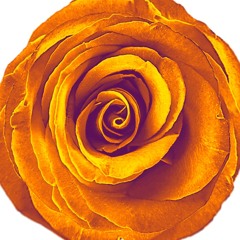 Kollektiv Schöne Töne