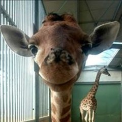 01 Cod Save The Bream 1 by T Thyme