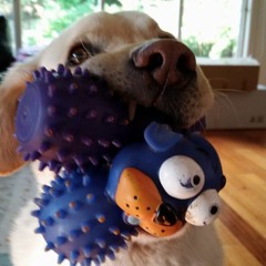 Thomas Yap (Yap-Dog)