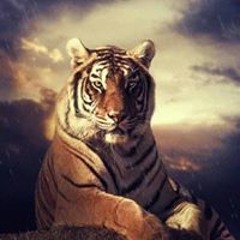 Tiger Head