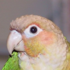 oTega