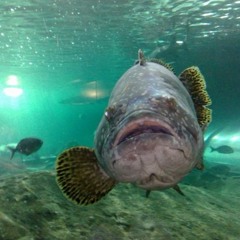 Mattis Korsbøen Bierge