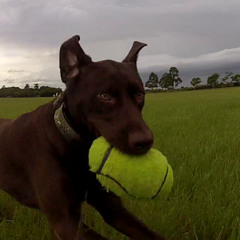 Lucky Dog