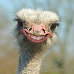 darcywhatwhat
