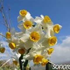 mutaz