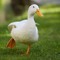 Ducky The DJ