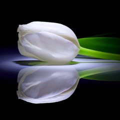 سارا النجار