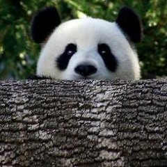 Perplexed Panda