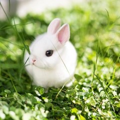 White rabbit an