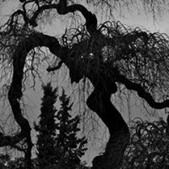 Dannette Moore Warren