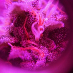 sebyy