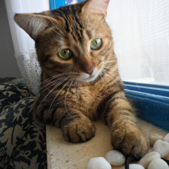 Zeynep