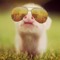 KoolPig