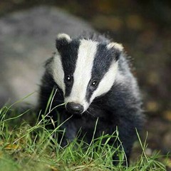Evil Badger